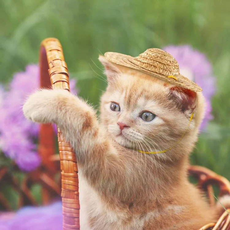 Mini Pet Straw Hat Cat Dog Birthday Party Sun Visor Hat, Size: M 13cm - Image 6