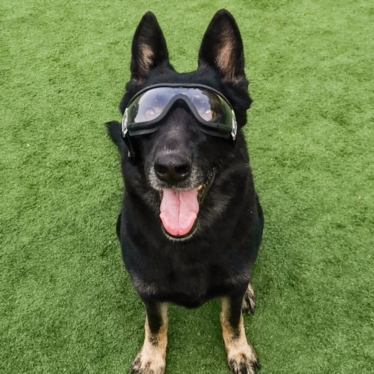 Pet Goggles Dog Transparent Glasses Waterproof Windproof Snow Goggles Dog Glasses(Transparent) - Image 9